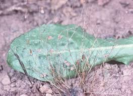 Image result for Lipocarpha micrantha