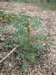 Image result for Indigofera zenkeri