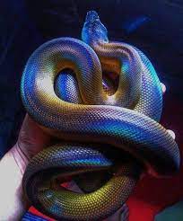 Firstly, import turtle module, then we can create the turtle object by declaring tr = turtle.pen(). What Types Of Snake Have Iridescent Rainbow Scales Quora