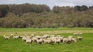 Australian Sheep A Flock Of Sheep Grazing Near Albany In Western Australia Spon Flock Sheep Australian Sheep We In 2020 Australian Sheep Sheep Sheep Farm