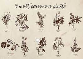 Choose your favorite poisonous drawings from 137 available designs. Most Poisonous Plants Stylish Retro Style Poster Wall Stickers Store Uk Shop With Wall Stickers Wall Decals Product Decal Decor Wall Sticker