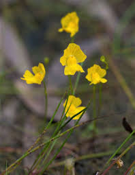 Image result for Utricularia arenaria