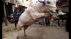 Angry black camel runs away during qurbani in pib colony | danger camel qurbani eid ul adha part 2/3 please subscribe for. Korbani Goru Jobai 2016 By Fatafate Fatafate