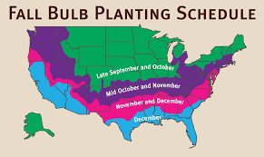 32 most popular flower bulb planting chart