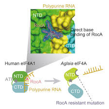 Image result for Lepidotrichilia