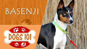 Basenji Cinsi Kopek Ozellikleri Ve Bakimi Petlebi Sosyal