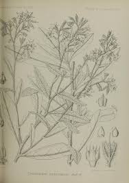 Image result for Cystostemon