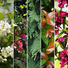 La haie vive (à pousse libre, mais avec des essences d'. Kit De Haie Croissance Rapide Pour 10 M 10 Pots De 2 A 4 Litres Gamm Vert