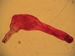 Image result for Actinanthella