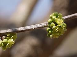 Image result for Casearia runssorica