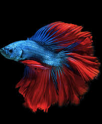 Betta Fishes Fisheshop