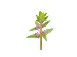 Image result for Ammannia aegyptiaca