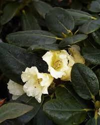 Sortiment Vintergrona Buskar Vaxter Tradgard