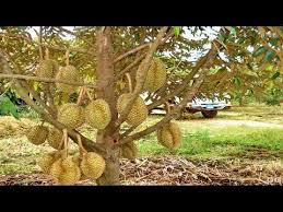 Wow Amazing New Agriculture Technology Durian Tree Durian Tree Durian Fruit Garden