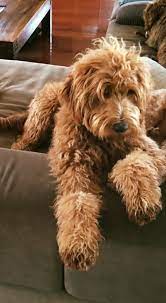 The best thing about australian cobberdogs is their fleecy coat instead of a hairy coat, which is in fact, research shows that the australian cobberdogs show has provided excellent emotional support. What Is An Australian Spring Hills Australian Cobberdogs Facebook