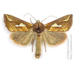 Image result for Plusia putnami