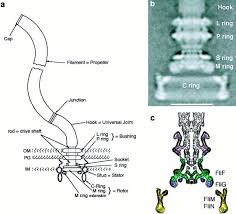 Check spelling or type a new query. The Turn Of The Screw The Bacterial Flagellar Motor Cell