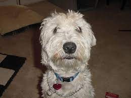 Wheatens In Need Wheaten Terrier Rescue Soft Coated Wheaten Terrier Wheaten Terrier Rescue Wheaten Terrier