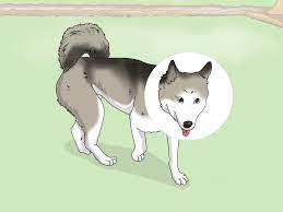 Check out these 26 digging deterrents to stop your dog for good! 3 Ways To Safely Keep Your Dog In The Yard Wikihow