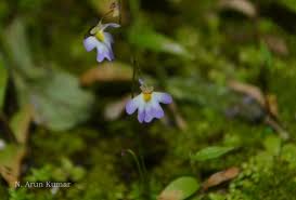 Image result for Utricularia striatula