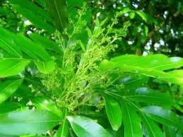 Image result for Glenniea africana