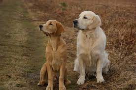 This fee applies to both cats and dogs. Pet Cremation Services Sorrells Funeral Home Crematory Enterprise Ab Funeral Home And Cremation