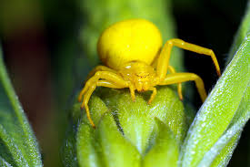 Camel spider pictures and information. Roman Spider Poisonous