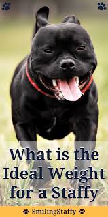 What Is The Ideal Weight For A Staffy Ideal Weight Most Popular Dog Breeds Staffy Bull Terrier