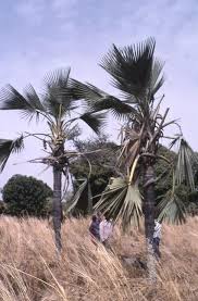 Image result for Borassus