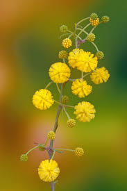 Image result for Tessmannia anomala