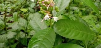 Image result for Rauvolfia mannii