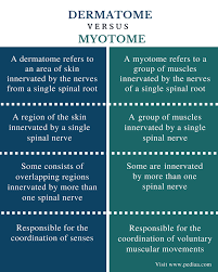 Difference Between Dermatome And Myotome Comparison Summary Massage Therapy School Spinal Nerves Anatomy Human Anatomy And Physiology