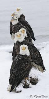 Birds That Look Like Bald Eagles Wow What A Gift This Photographer Received By Seeing All These Eagles Together Like This Fantastic Photo Animals Beautiful Bald Eagle Beautiful Birds