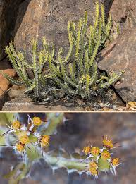 Image result for Euphorbia griseola