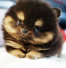 Small Black And Brown Fluffy Puppy Adorable Puppy Smile Cute Baby Animals Cute Animals Animals