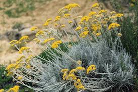 Image result for Helichrysum acutatum