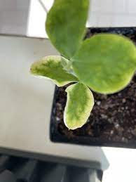 Such rots will cause overall yellowing and stunting of the plants. Sweet Pea Leaves Turning Yellow White On Edges Bbc Gardeners World Magazine