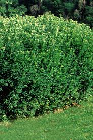 Image result for Cotoneaster