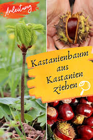 Kastanienbaum Aus Einer Kastanie Ziehen Anleitung Kastanienbaum Baume Garten Kastanien