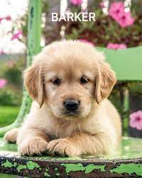 Pin By Jim Wilburn On Babies Puppies Golden Retriever Cute Dogs