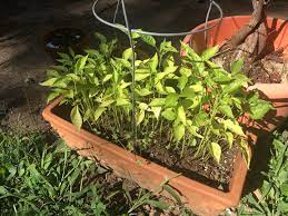 I Planted Some Seeds But Forgot What They Are Does Anyone Recognize This Gardening Garden Diy Home Flowers Roses Nature Lan Plants Seeds Horticulture