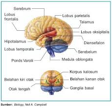 Anatomi Syaraf Manusia Yahoo Hasil Image Search Anatomi Anatomi Manusia Manusia