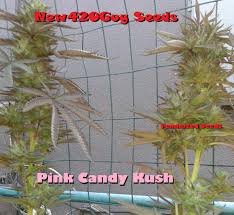 Pink Candy Kush (New420Guy Seeds) :: Cannabis Strain Info
