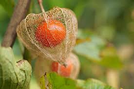 (chinese lanterns) large balloons made from flame retardant paper with a wick on the bottom. How To Grow And Care For Chinese Lantern Gardener S Path