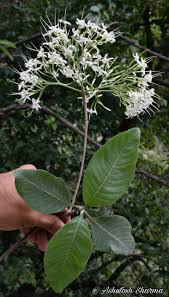 Image result for Pavetta sp. F