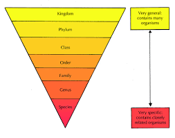 classification of living things biodiversity siyavula