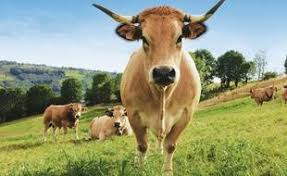 Le salon de l'agriculture vient de fermer ses portes. La Belle Histoire De Haute La Vache Tres Mere Poule Qui Sera L Egerie Du Salon De L Agriculture