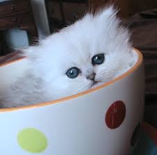 Persian kittens for sale at the most prestigious persian kittens breeder in the usa. Minuet Kittens Cattery