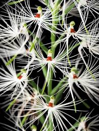 Image result for Habenaria armatissima