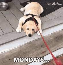 You can share these images and wishes with others and bring a cute smile on their faces at the beginning of the week. Monday Gifs Tenor